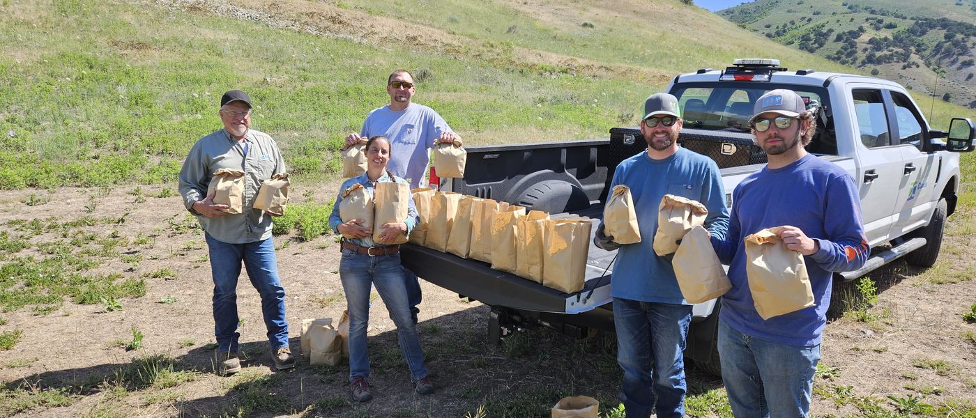 Collecting field bindweed biocontrol mites