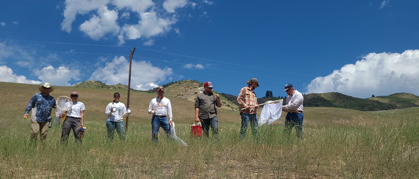 Group gathered in the field for a rush skeletonweed moth collection