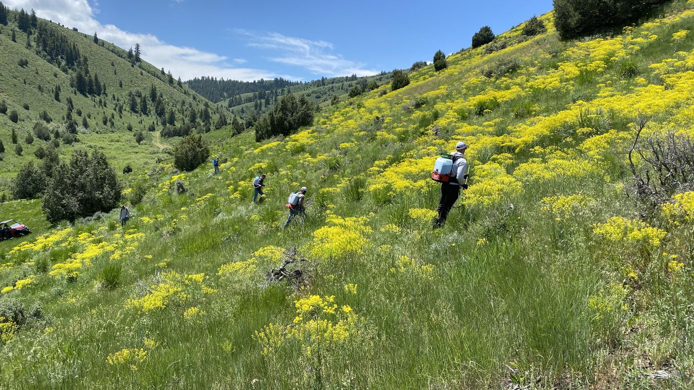Crew walking a hillside of flowering dyer's woad during a Coldwater Ranch spray day
