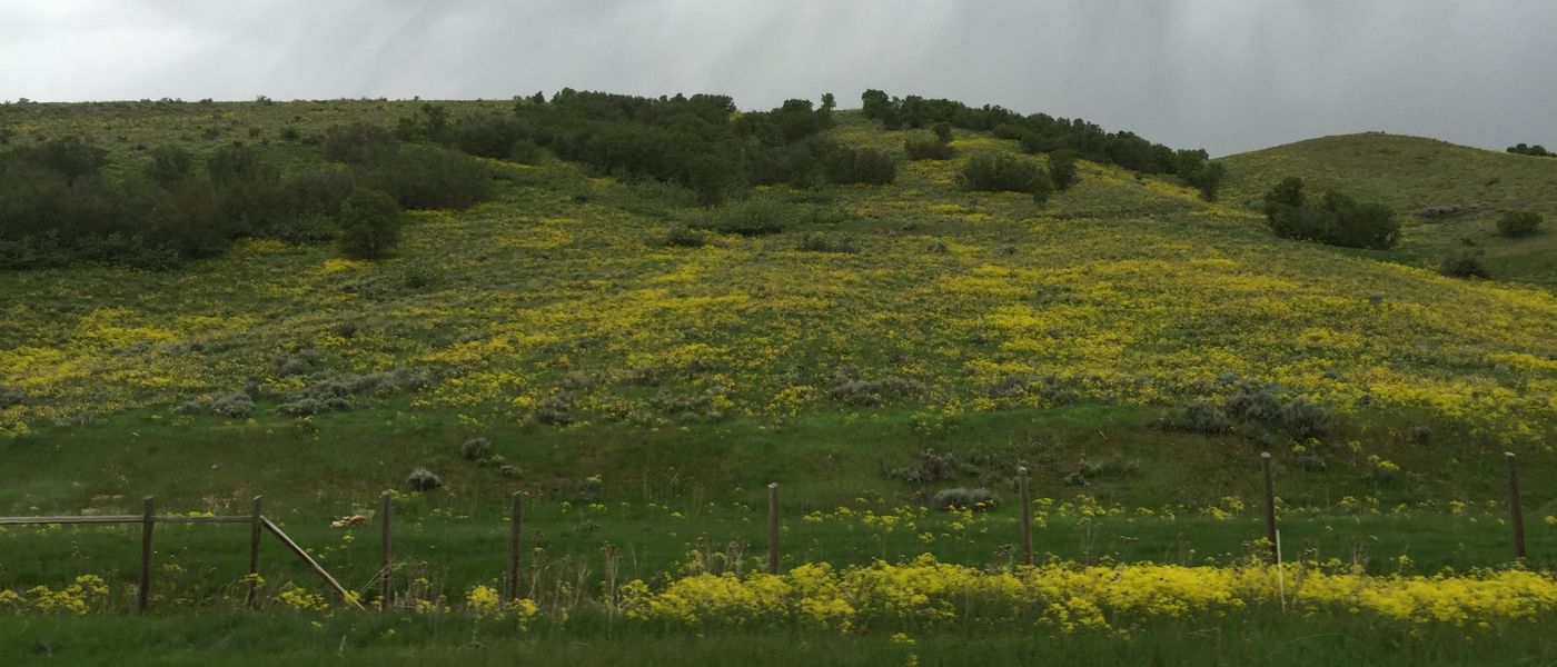 A northern Utah hillside covered in flowering dyer's woad