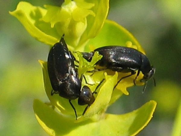 Aphthona czwalinae