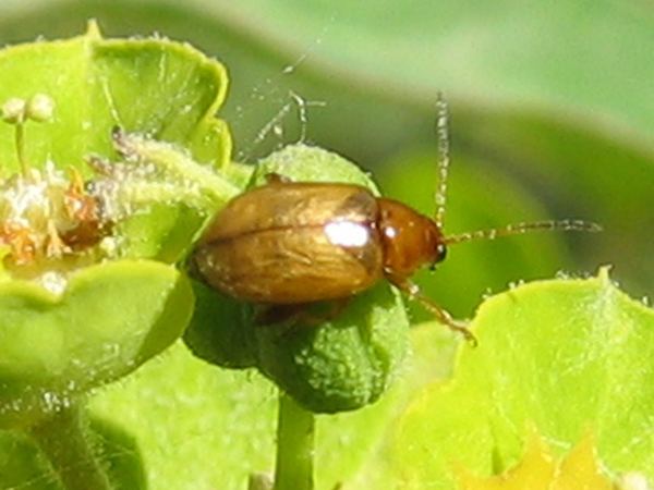 Aphthona czwalinae
