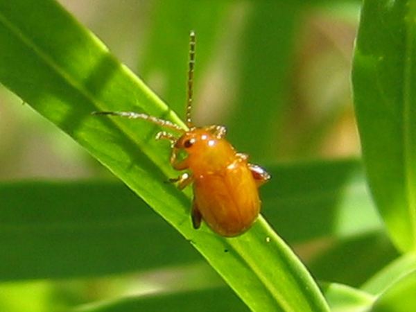 Aphthona czwalinae