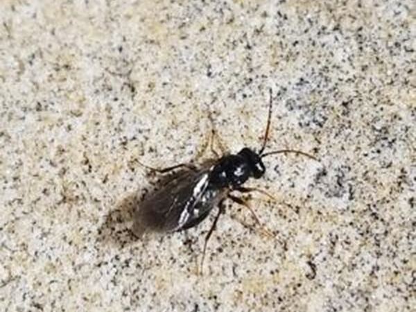 Aulacidea acroptolonica