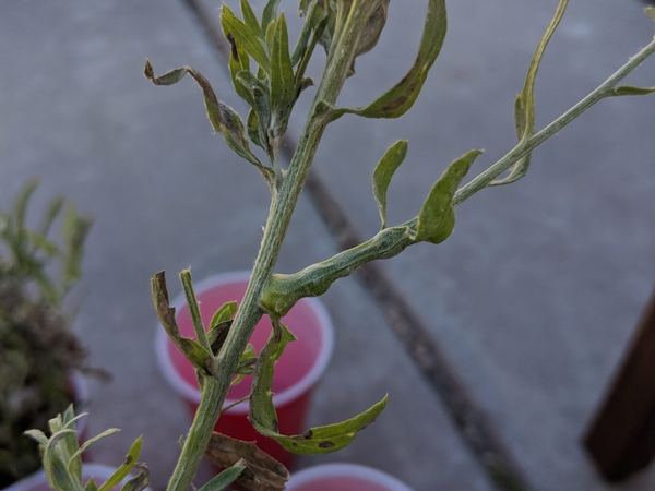 Aulacidea acroptolonica