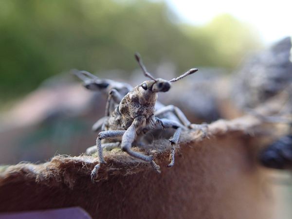 Cyphocleonus achates