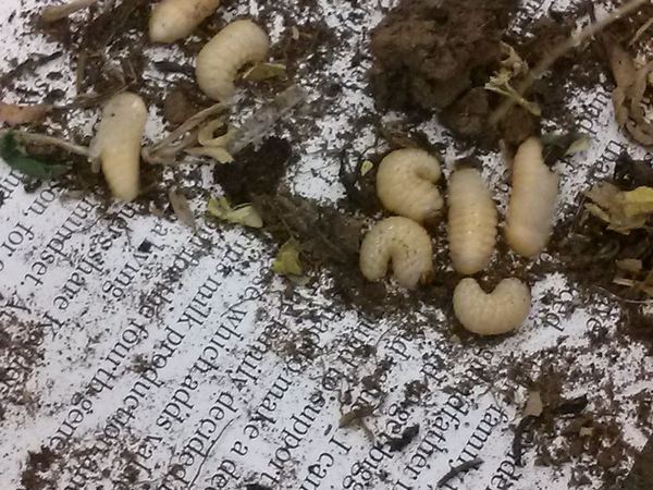 Cyphocleonus achates