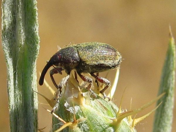 Eustenopus villosus