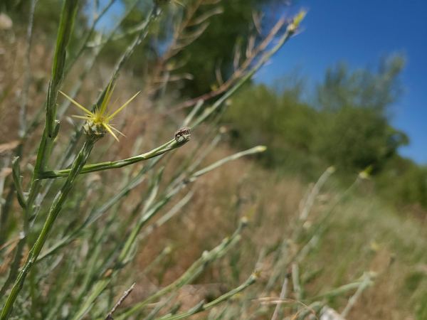 Eustenopus villosus
