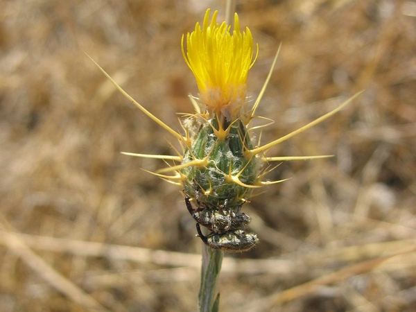 Eustenopus villosus