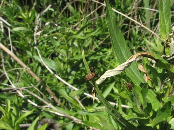 Galerucella spp.