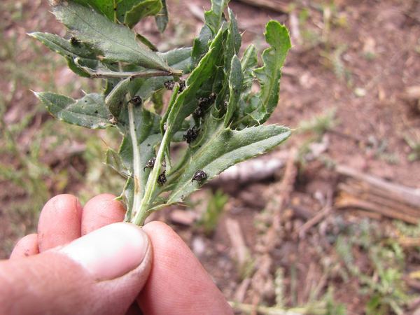 Hadroplontus litura