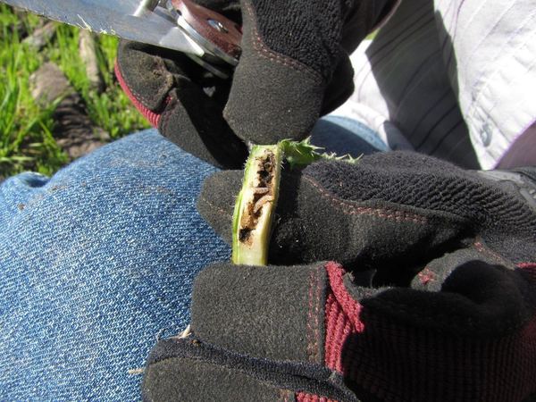Hadroplontus litura