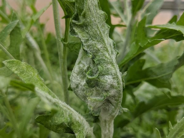 Jaapiella invannikovi