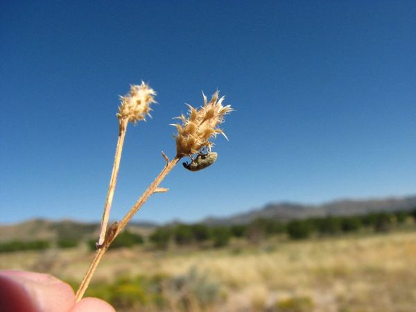 Larinus minutus