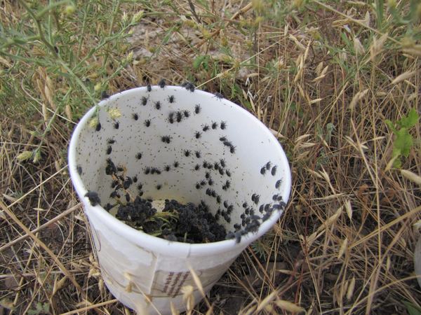 Larinus minutus