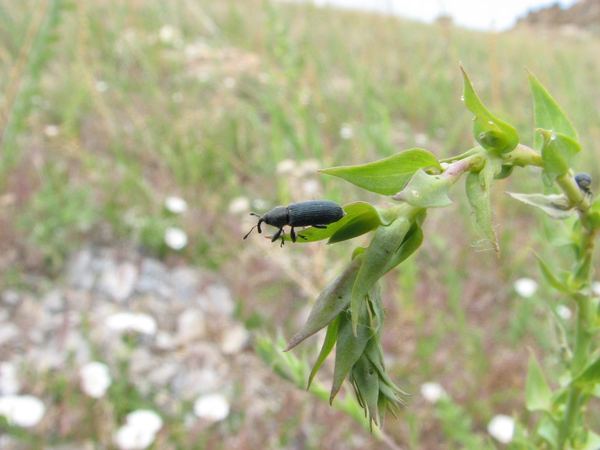 Mecinus janthiniformis