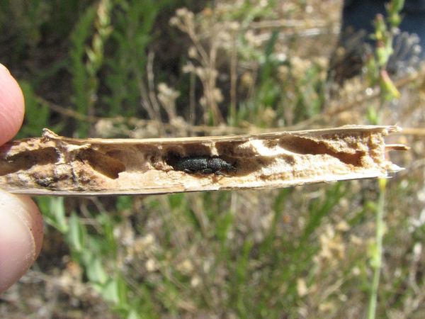 Mecinus janthiniformis