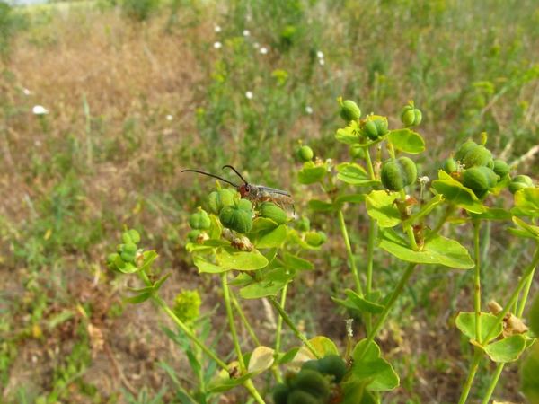 Oberea erythrocephala