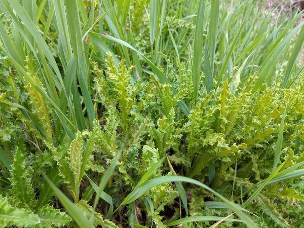 Puccinia punctiformis