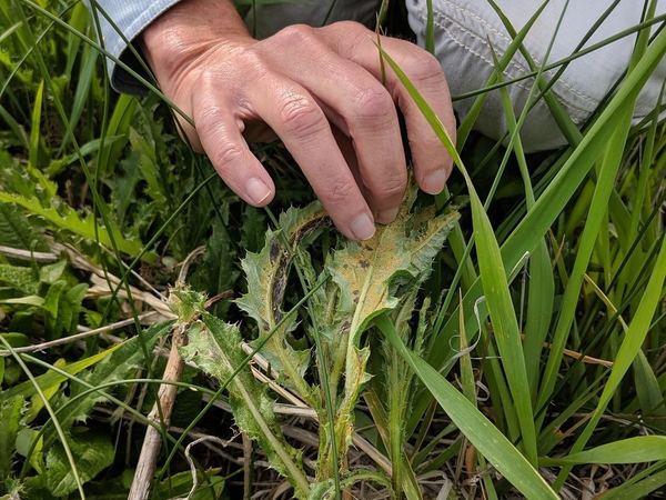 Puccinia punctiformis
