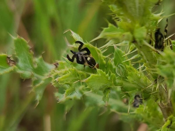 Urophora cardui
