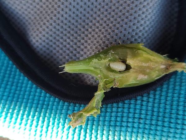 Urophora cardui