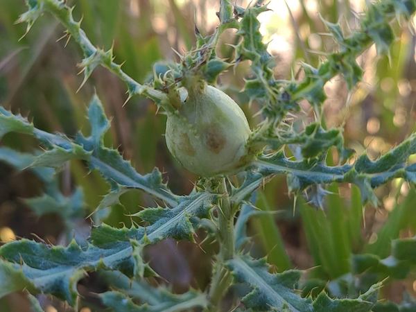 Urophora cardui