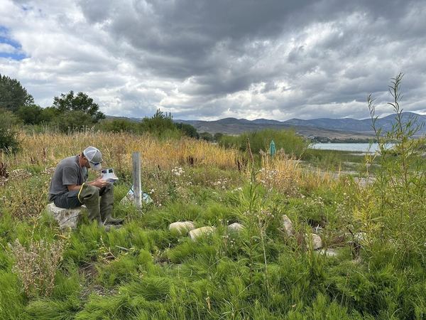 Surveyor recording a weed population in a northern Utah field