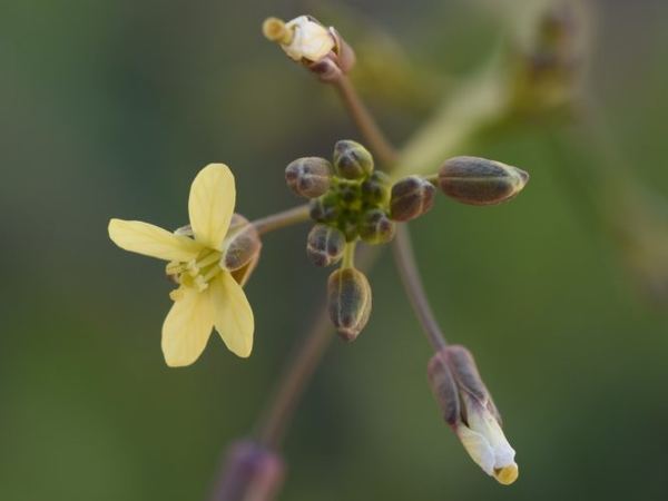 African Mustard
