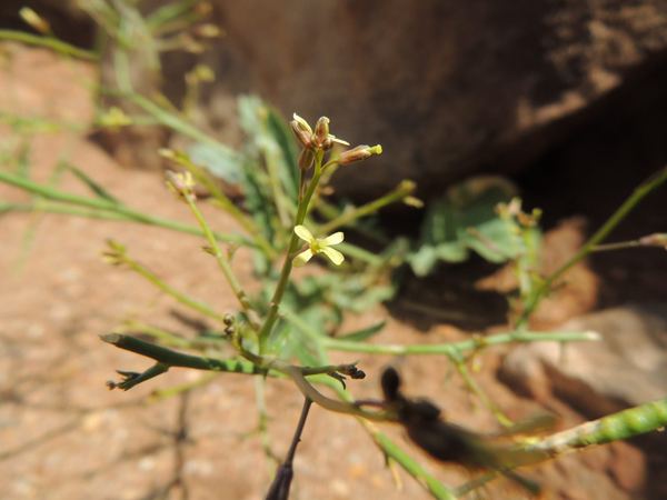 African Mustard