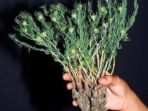African Rue