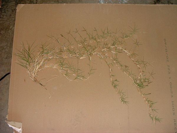 Bermudagrass