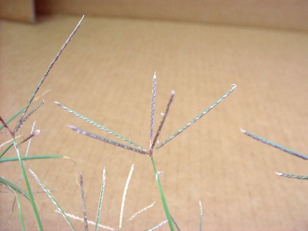 Bermudagrass