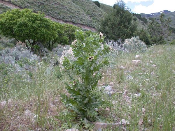Black Henbane