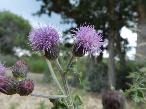 Canada Thistle