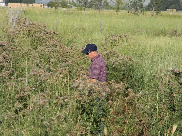 Canada Thistle