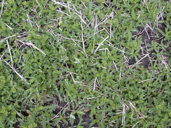 Canada Thistle