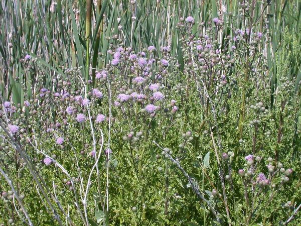 Canada Thistle