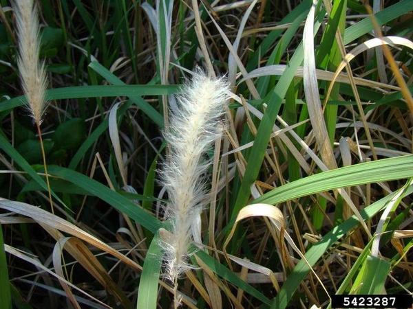 Cogongrass