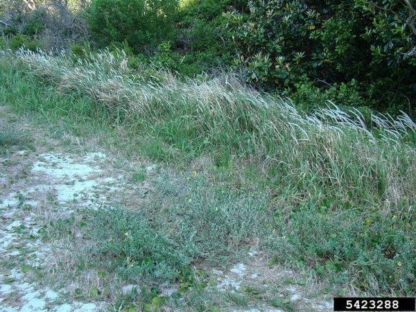 Cogongrass