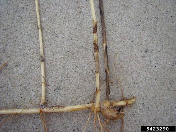 Cogongrass