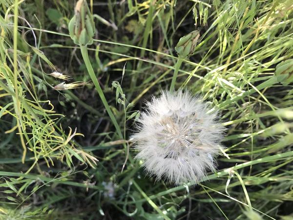 Cutleaf Vipergrass
