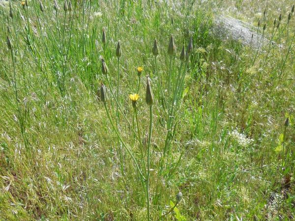 Cutleaf Vipergrass