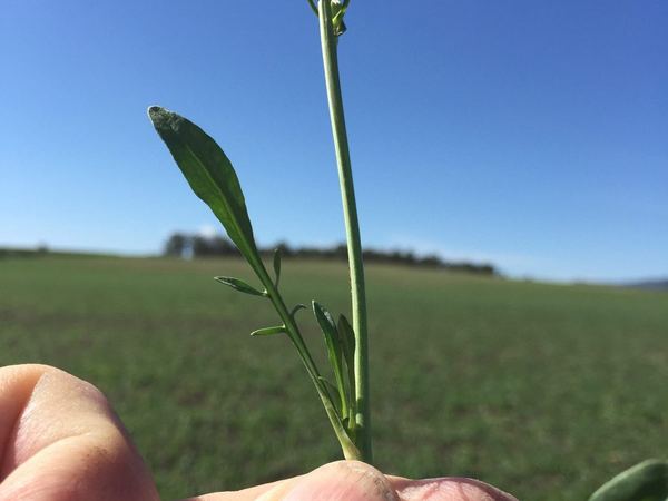 Cutleaf Vipergrass