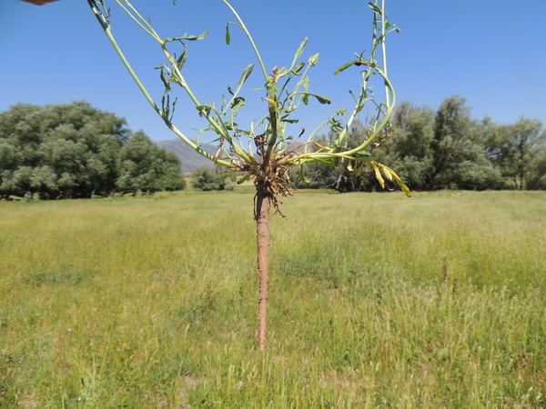 Cutleaf Vipergrass