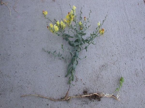 Dalmatian Toadflax