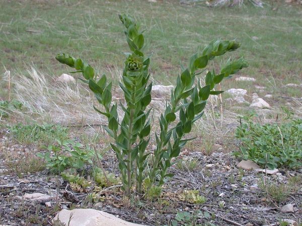 Dalmatian Toadflax