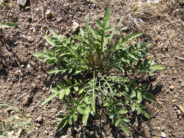 Diffuse Knapweed