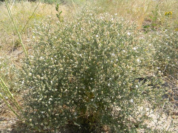 Diffuse Knapweed